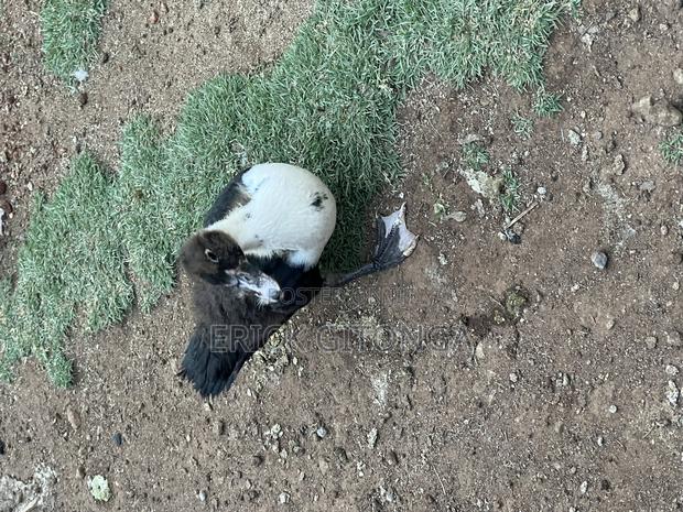 Duck And Ducklings For Sale - thumbnail 8