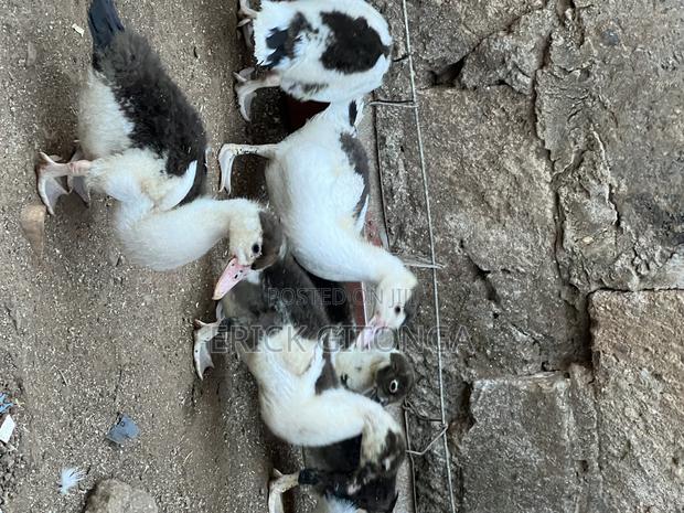 Duck And Ducklings For Sale - thumbnail 9