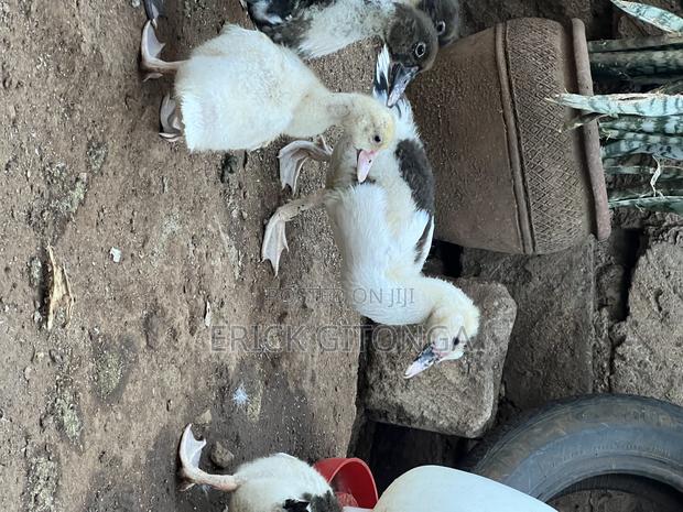 Duck And Ducklings For Sale - thumbnail 10