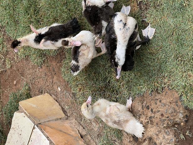 Duck And Ducklings For Sale - thumbnail 11