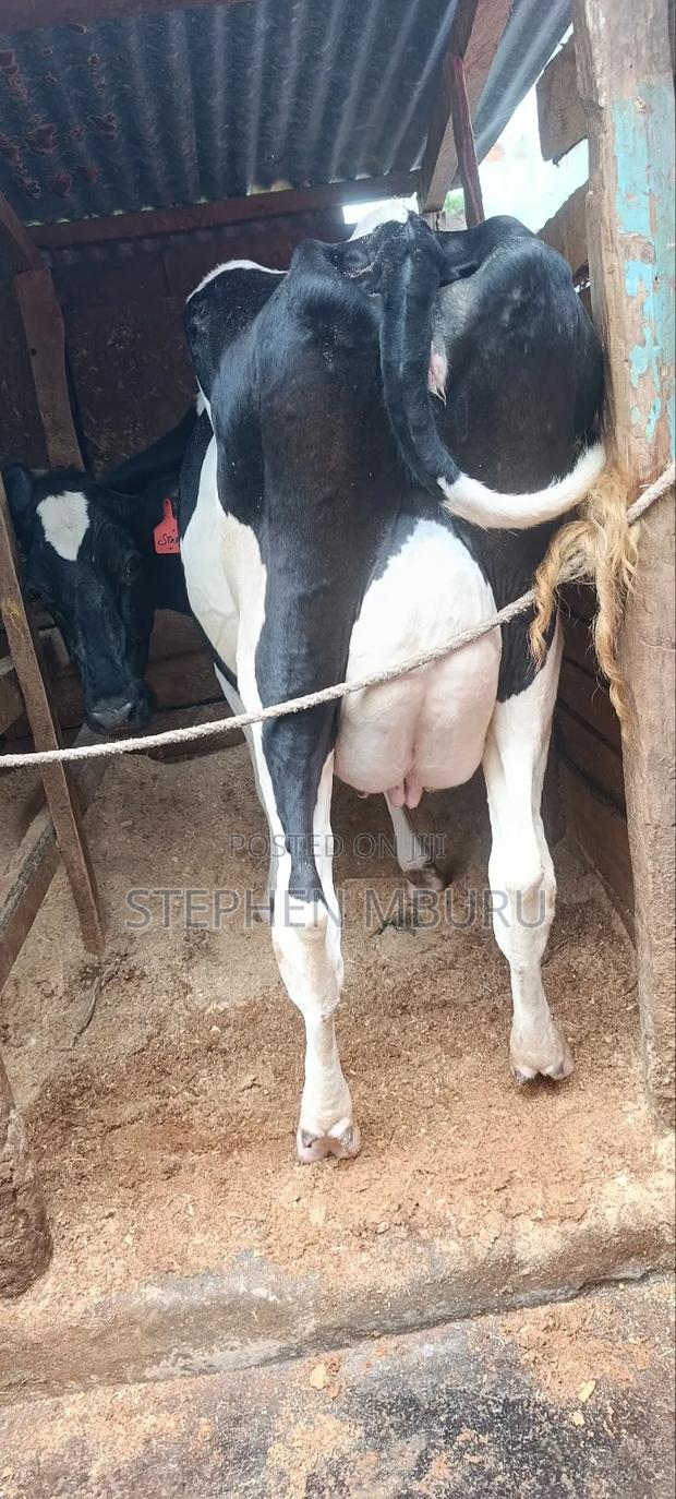 Freshian Hostlien Milker - main view