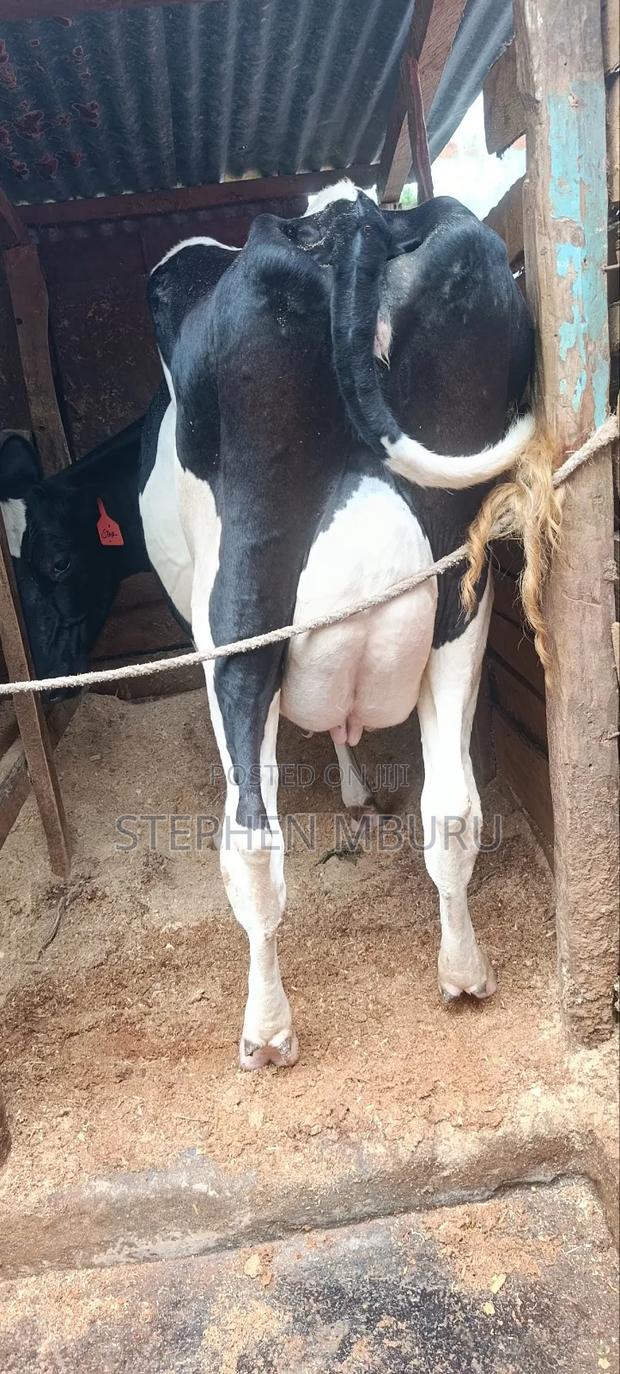 Freshian Hostlien Milker - thumbnail 2