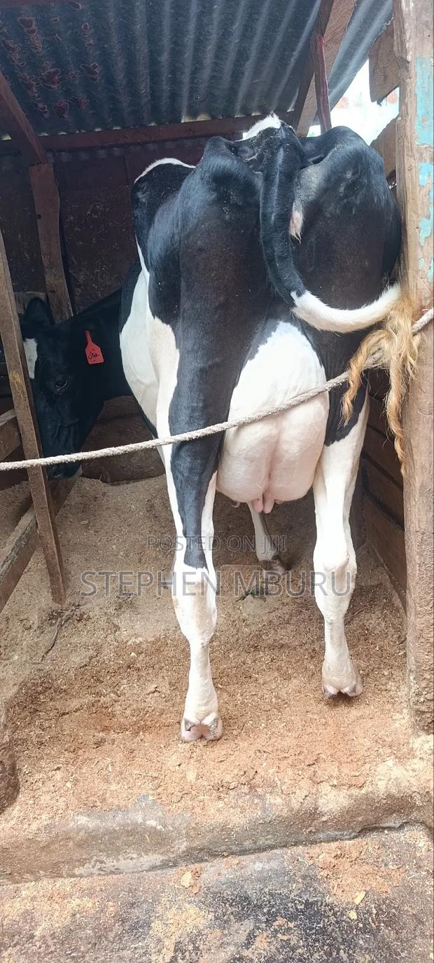 Freshian Hostlien Milker - thumbnail 3