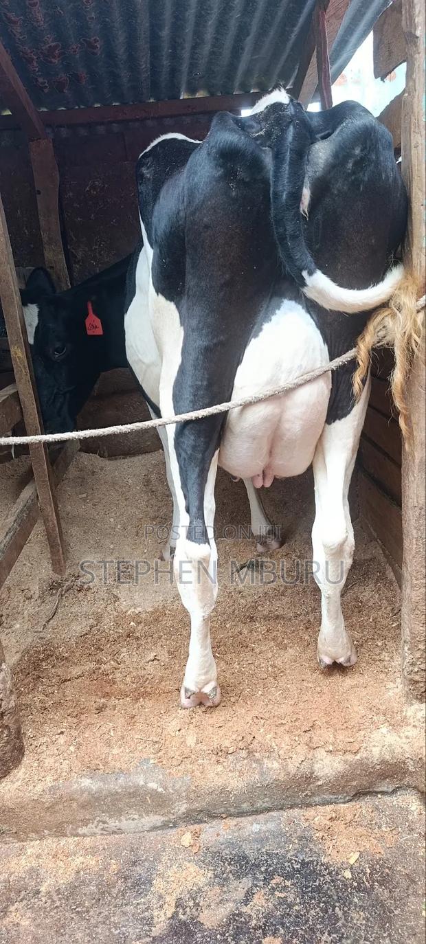 Freshian Hostlien Milker - thumbnail 4