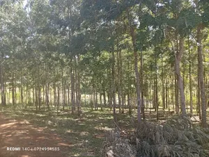1/4 Acre Plot for Sale in Matasia