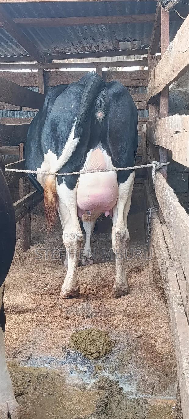 Super Giant Incalf Heifer8.5 Months