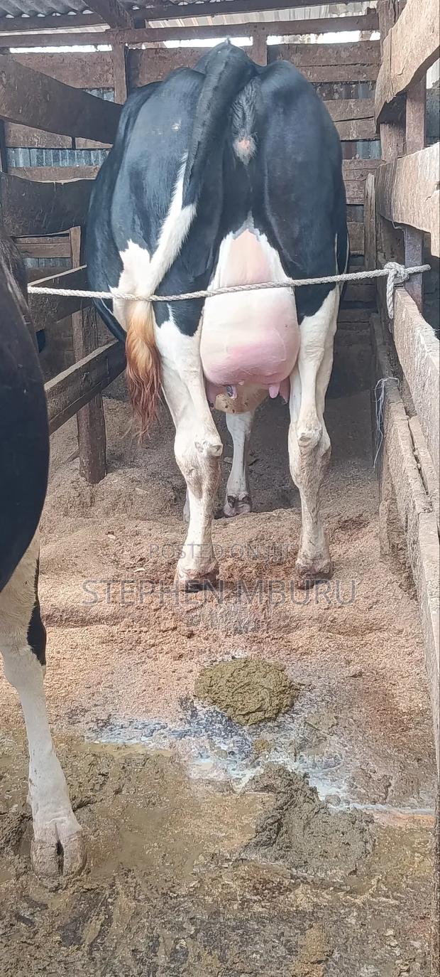 Super Giant Incalf Heifer8.5 Months - thumbnail 2