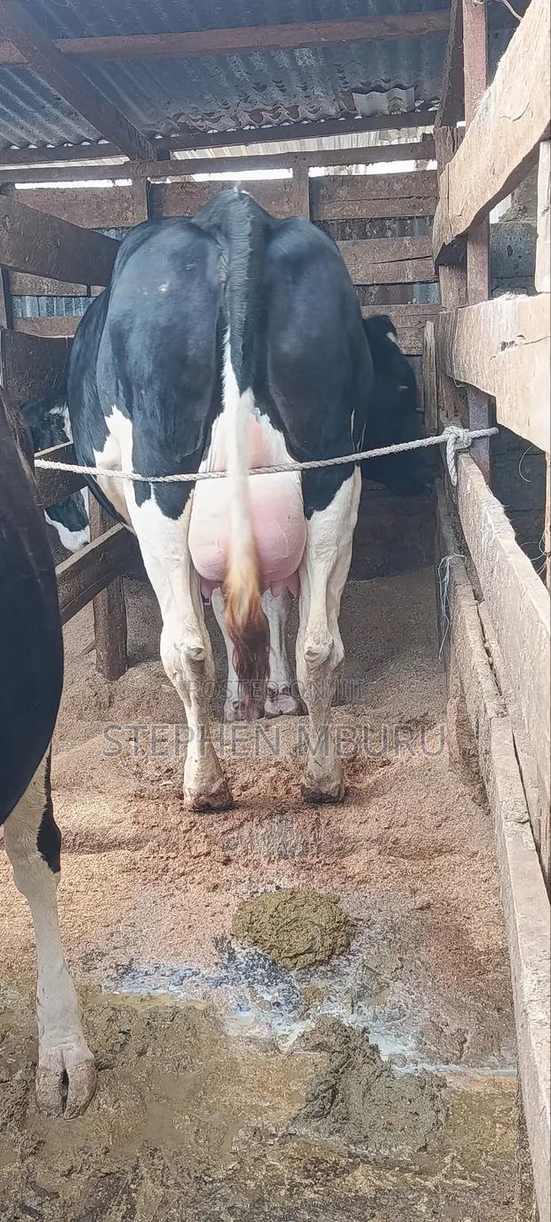 Super Giant Incalf Heifer8.5 Months - thumbnail 4