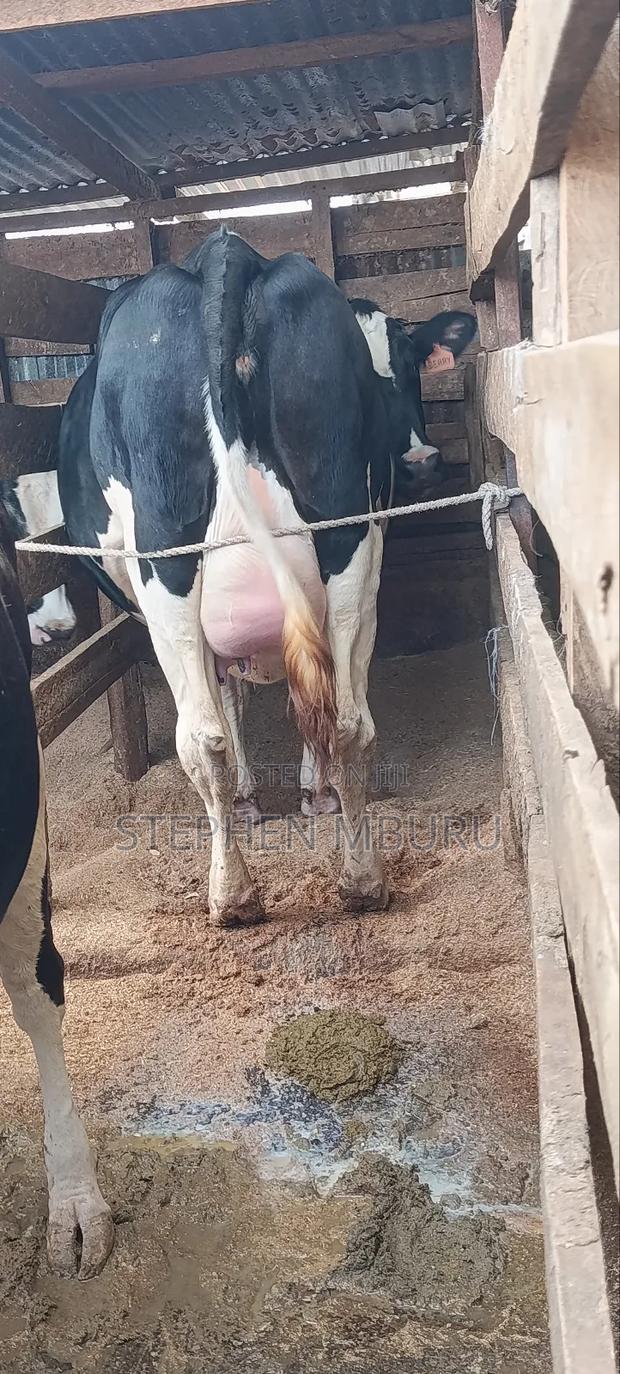 Super Giant Incalf Heifer8.5 Months - thumbnail 5
