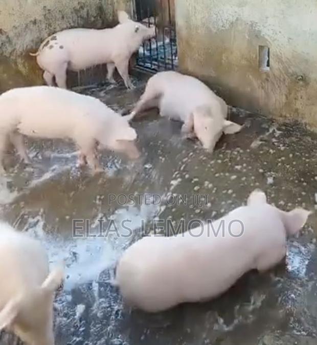 Pigs for Sale Mtwapa - main view