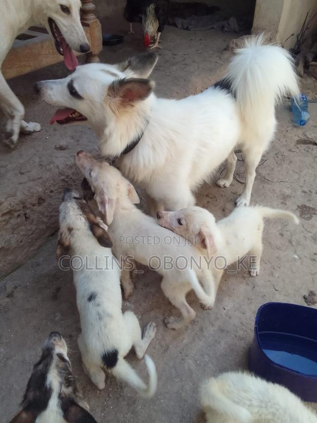 1-3 months Male Mixed Breed German Shepherd - thumbnail 5