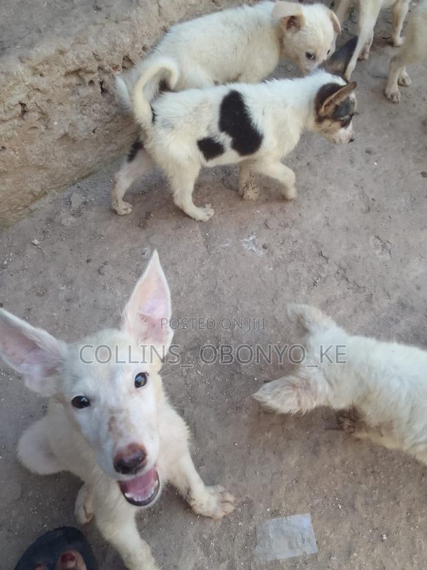 1-3 months Male Mixed Breed German Shepherd - thumbnail 6