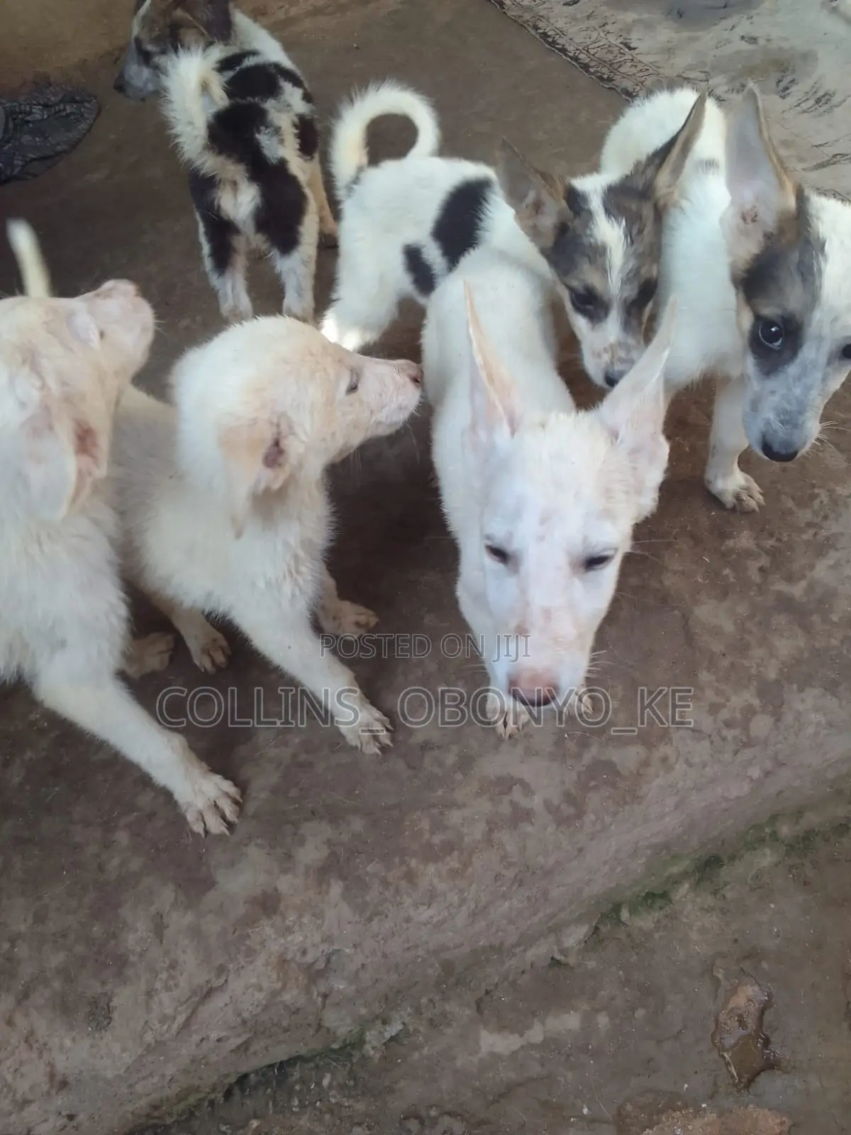 1-3 months Male Mixed Breed German Shepherd