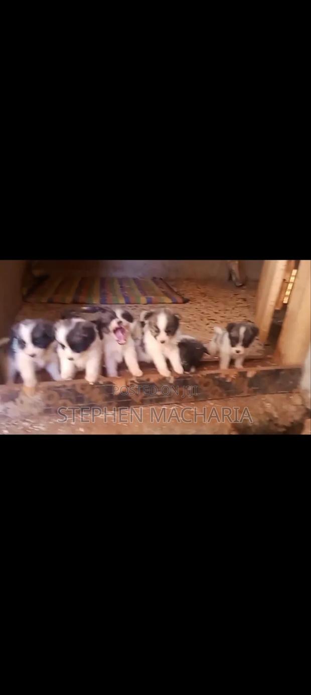 1-3 months Male Purebred Maltese - thumbnail 3