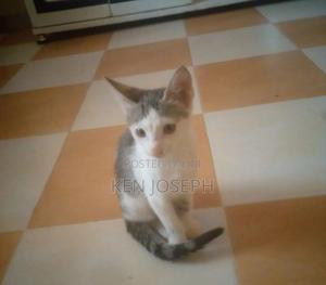 1-3 months Female Purebred Tabby - thumbnail 2