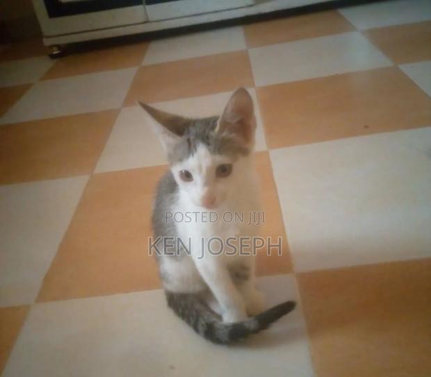 1-3 months Female Purebred Tabby - main view