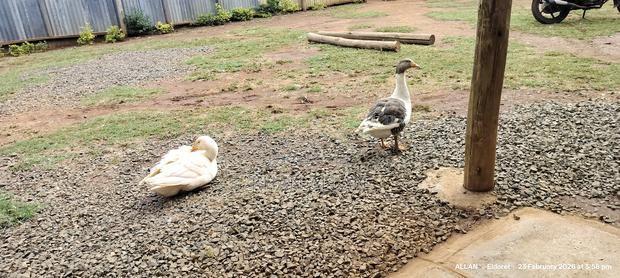 Mature Male and Female Goose for Sale