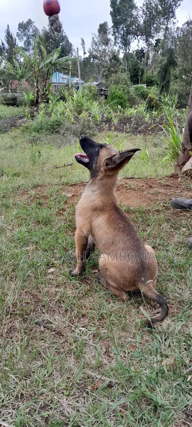 1-3 months Male Purebred Belgian Malinois - main view
