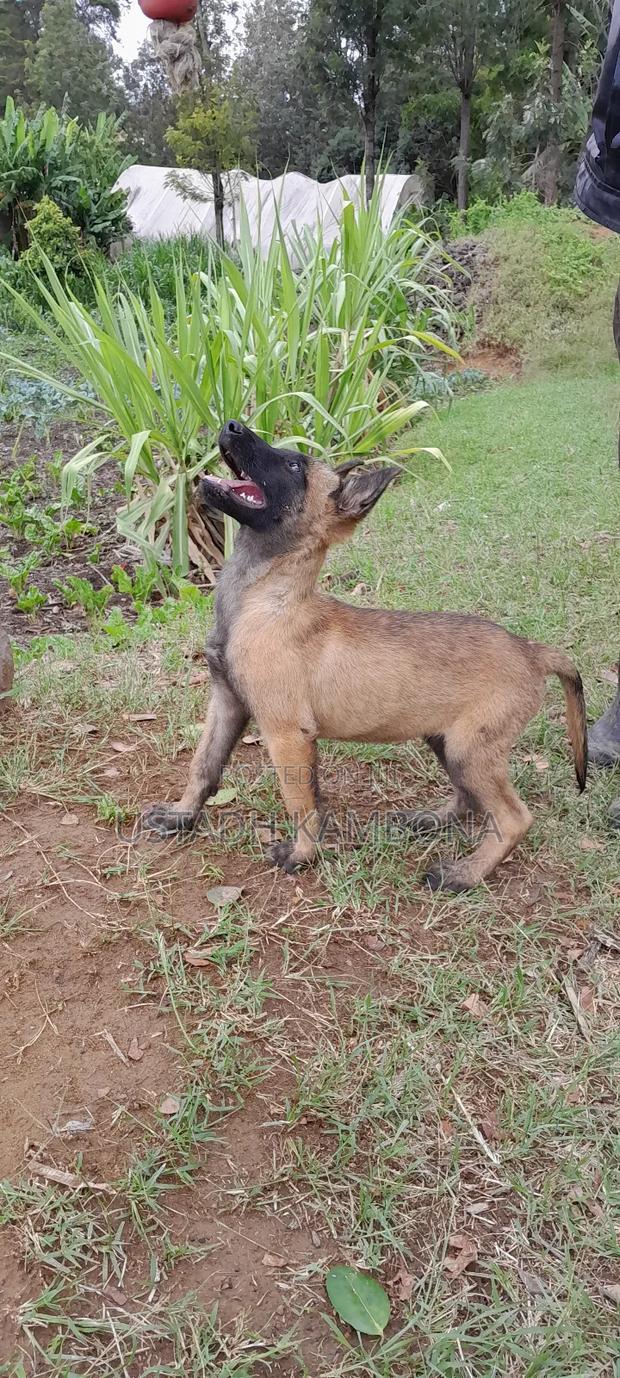 1-3 months Male Purebred Belgian Malinois - thumbnail 3