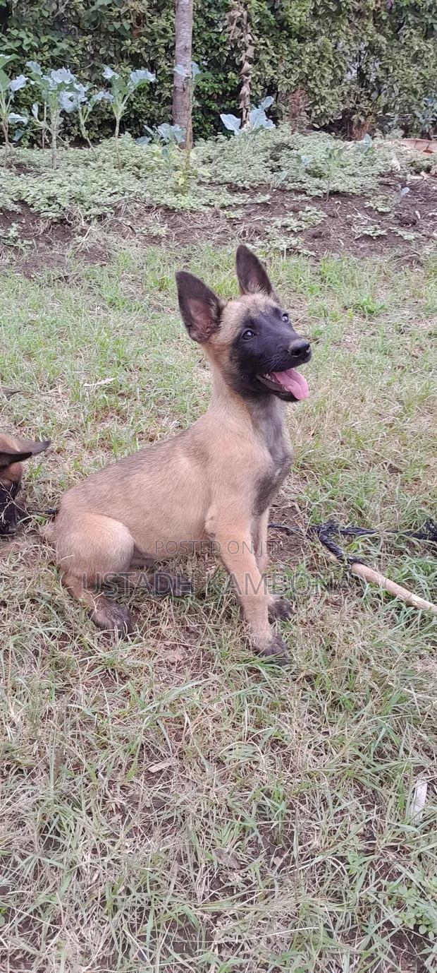 1-3 months Male Purebred Belgian Malinois - thumbnail 4