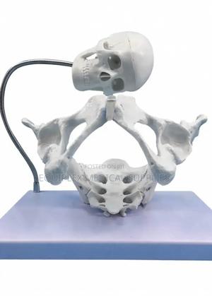 Female Pelvis Model With Fetus Skull for Obstetrical Study - main view
