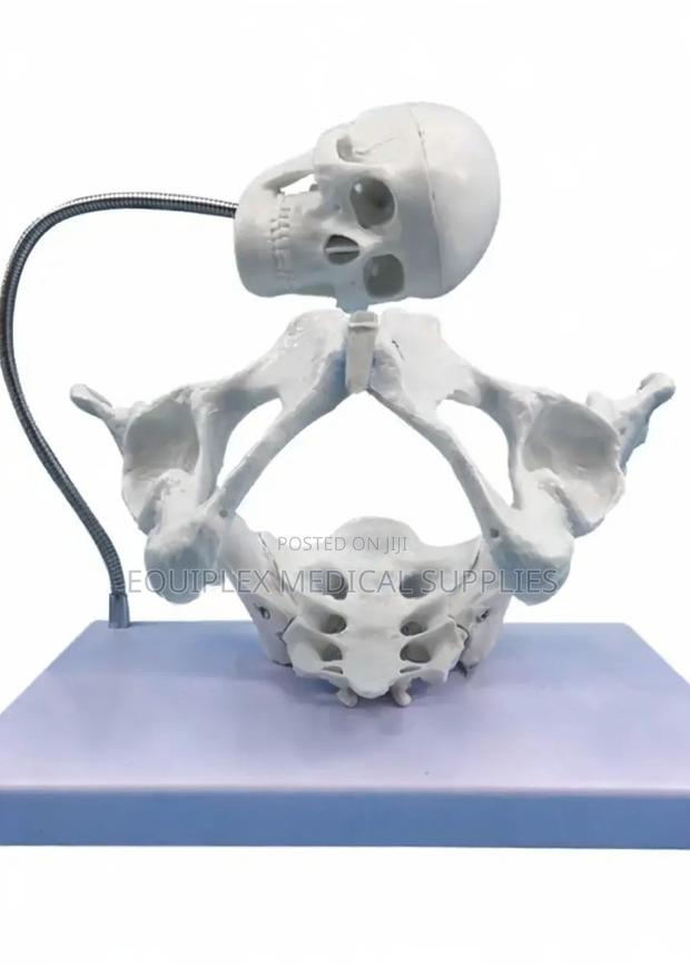 Female Pelvis Model With Fetus Skull for Obstetrical Study