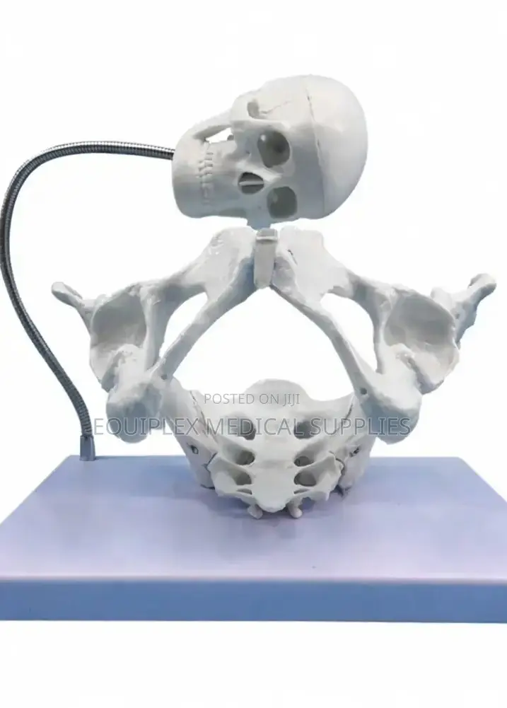 Female Pelvis Model With Fetus Skull for Obstetrical Study