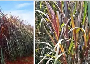Red Napier Grass