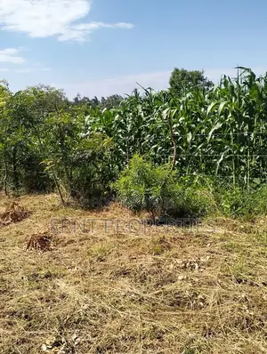 1/4 Acre Residential Plots for Sale Near Embu Town