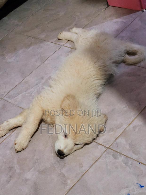 3-6 months Male Purebred Japanese Spitz - main view