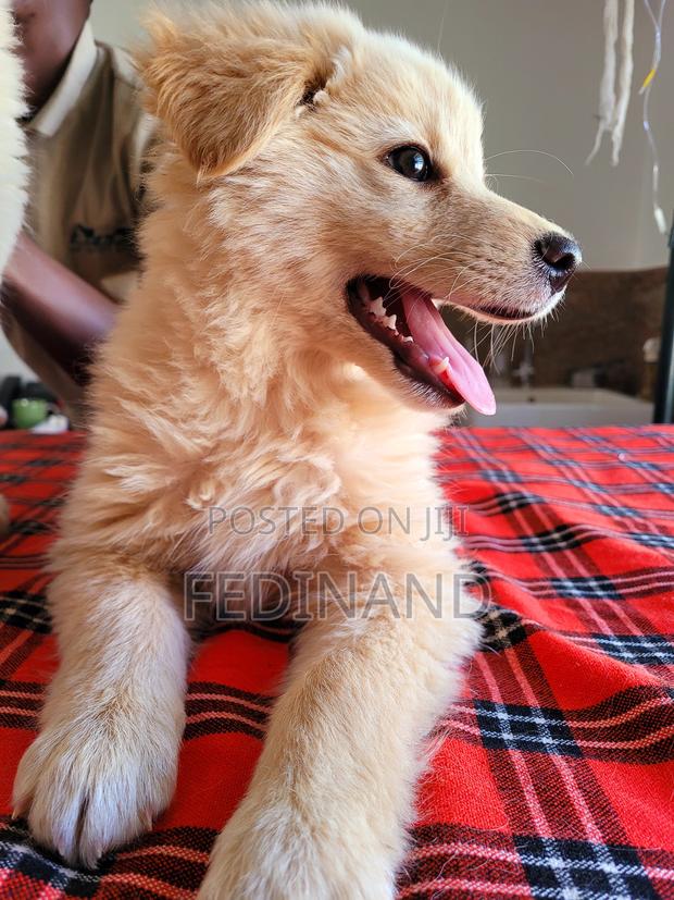 3-6 months Male Purebred Japanese Spitz - thumbnail 3