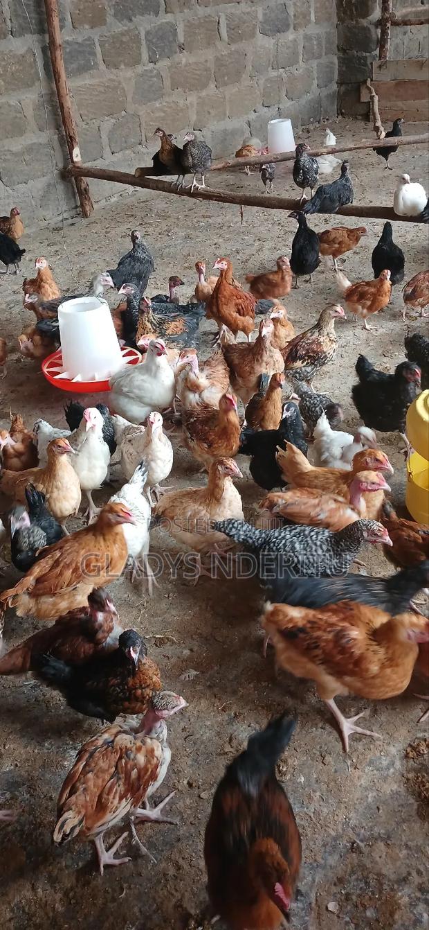 One Day Chick and One Month Old - main view