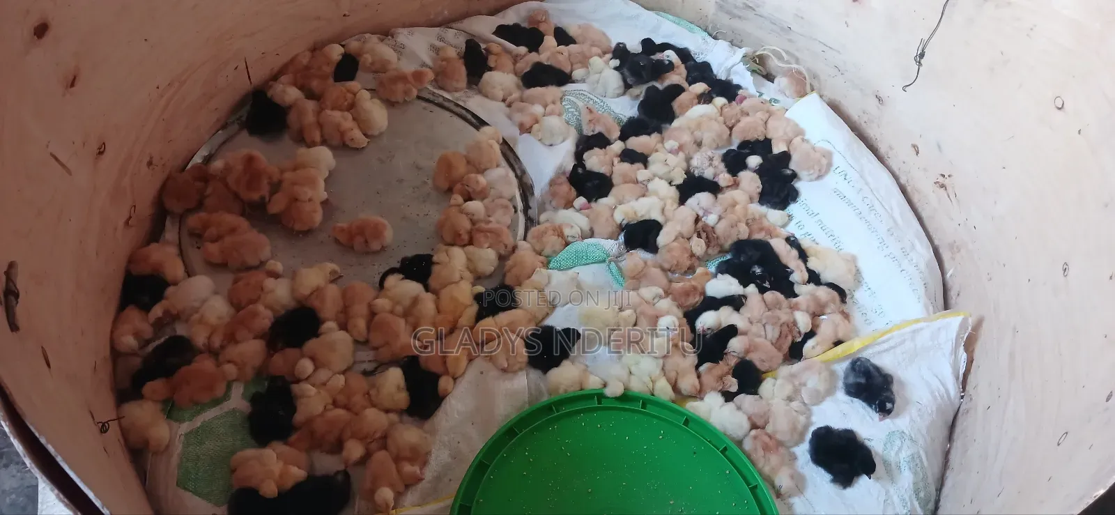 One Day Chick and One Month Old