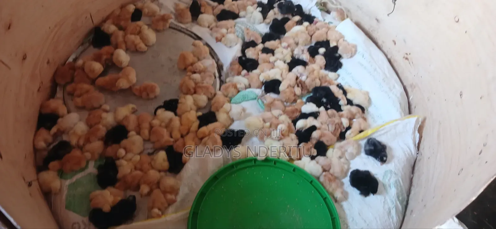 One Day Chick and One Month Old