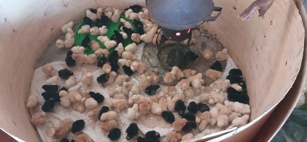 One Day Chick and One Month Old - thumbnail 5