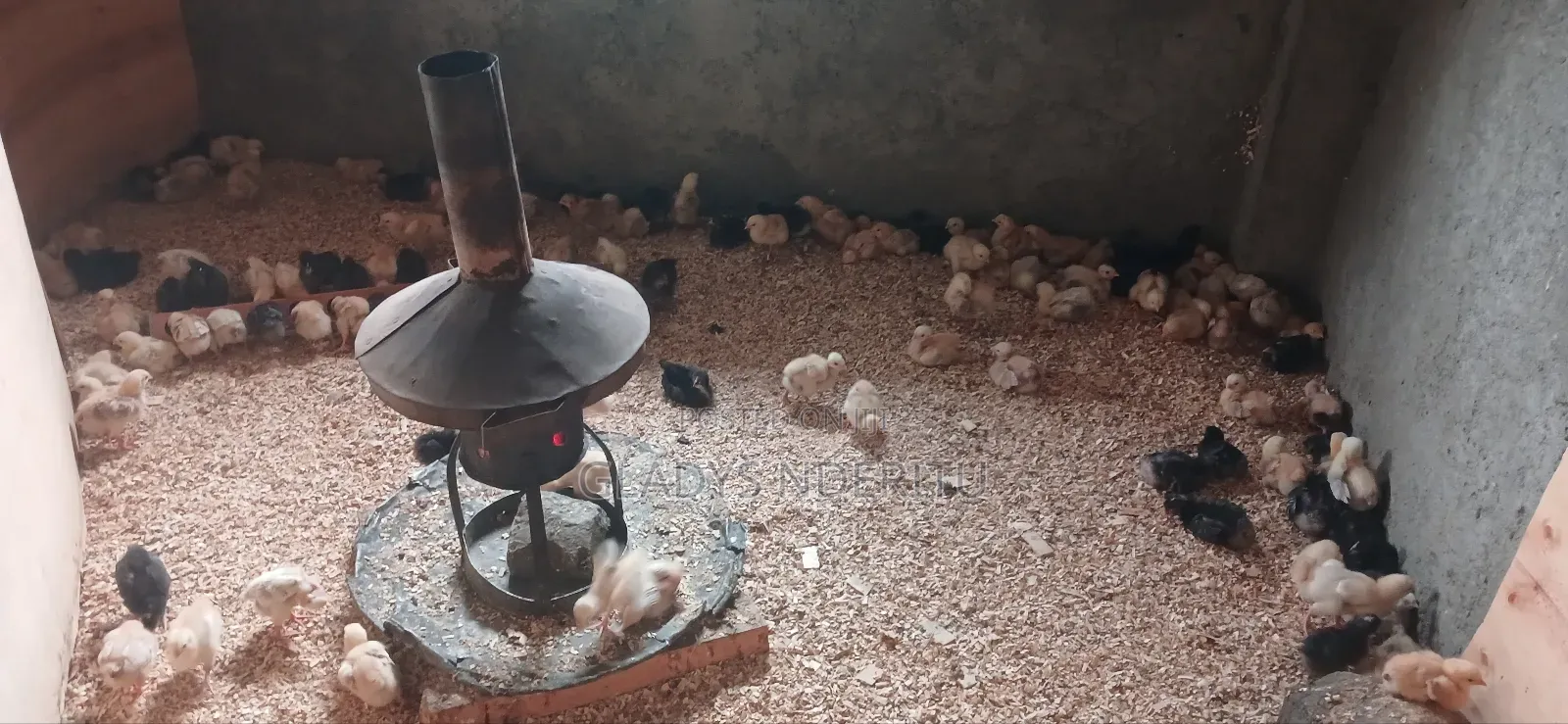 One Day Chick and One Month Old