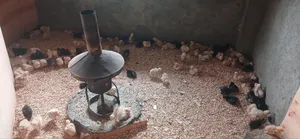 One Day Chick and One Month Old