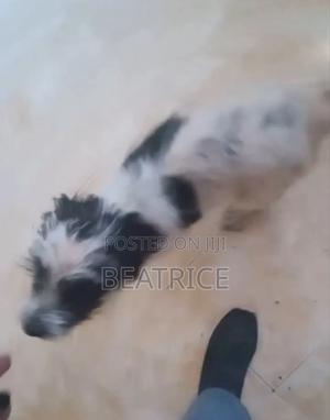 1-3 months Male Mixed Breed Maltese - main view