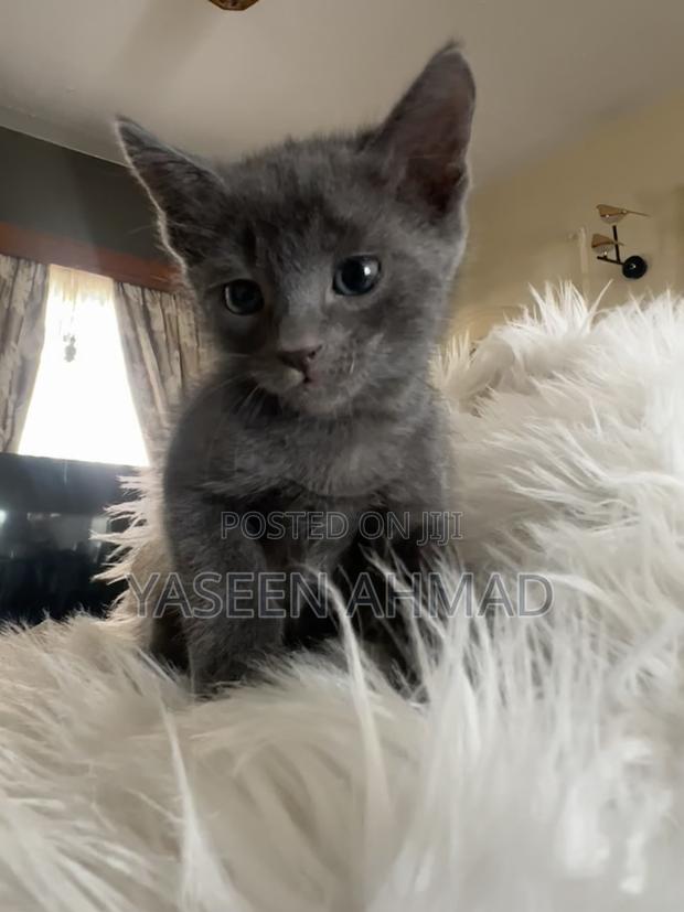 1-3 months Female Purebred Russian Blue