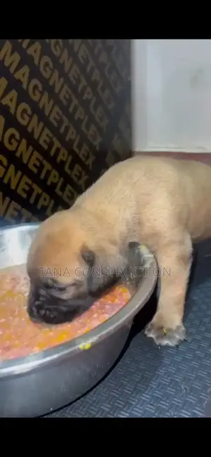 0-1 month Male Purebred Boerboel