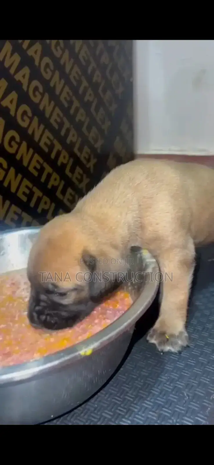 0-1 month Male Purebred Boerboel