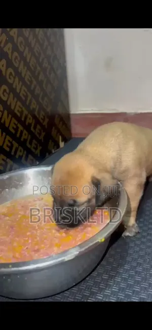 0-1 month Male Purebred Boerboel