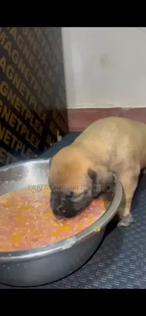 0-1 month Male Purebred Boerboel