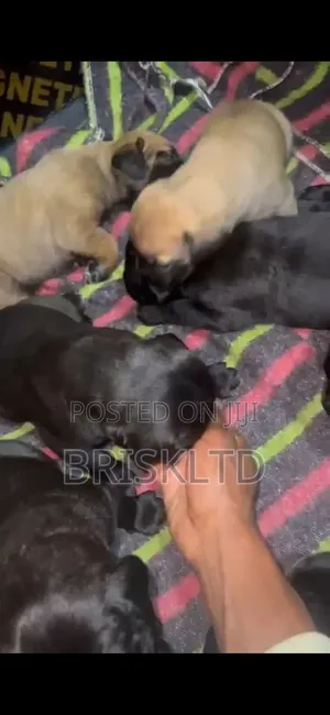 0-1 month Male Purebred Boerboel