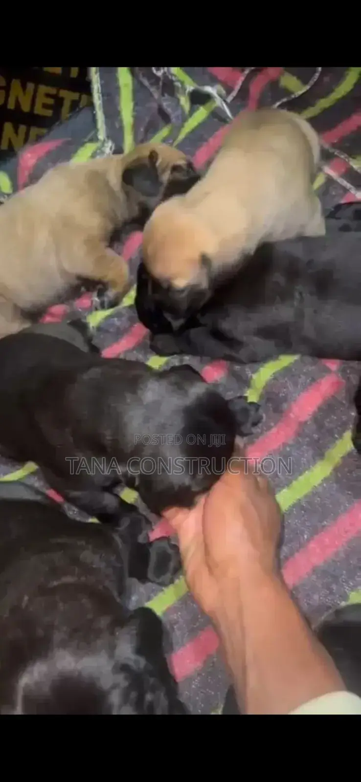 0-1 month Male Purebred Boerboel