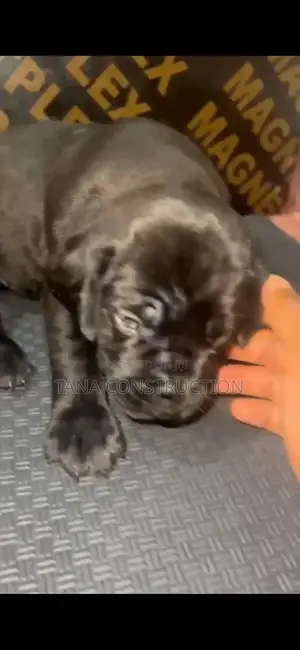 0-1 month Male Purebred Boerboel