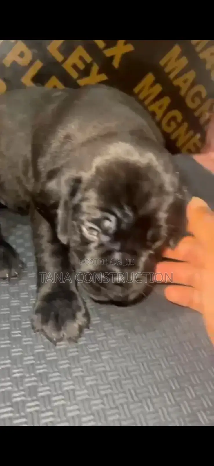 0-1 month Male Purebred Boerboel