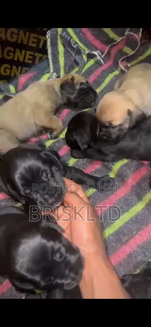 0-1 month Male Purebred Boerboel