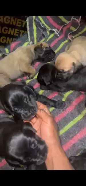 0-1 month Male Purebred Boerboel