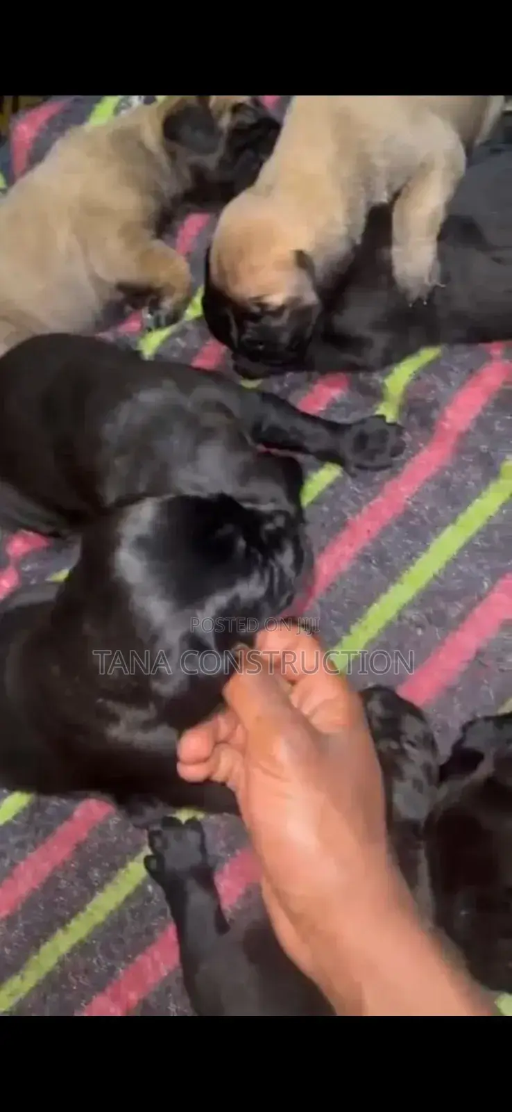 0-1 month Male Purebred Boerboel
